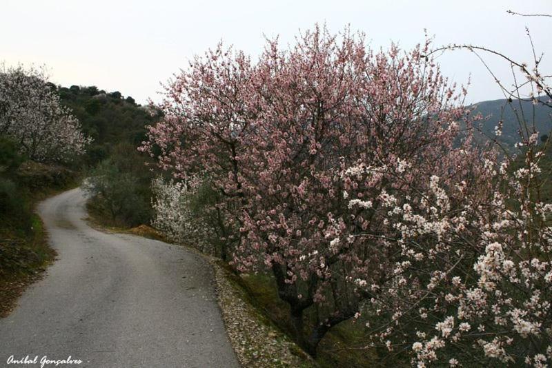 Moradias Do Douro Internacional Villa Freixo de Espada a Cinta Ngoại thất bức ảnh