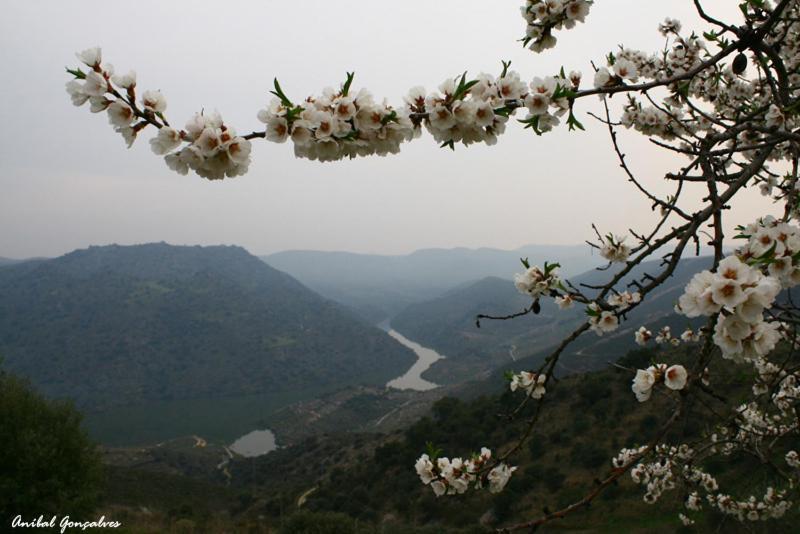 Moradias Do Douro Internacional Villa Freixo de Espada a Cinta Ngoại thất bức ảnh
